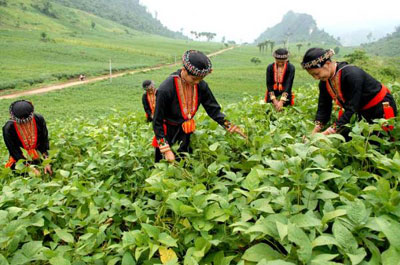 Phụ nữ xã Khai Trung (Lục Yên) chăm sóc đậu tương.